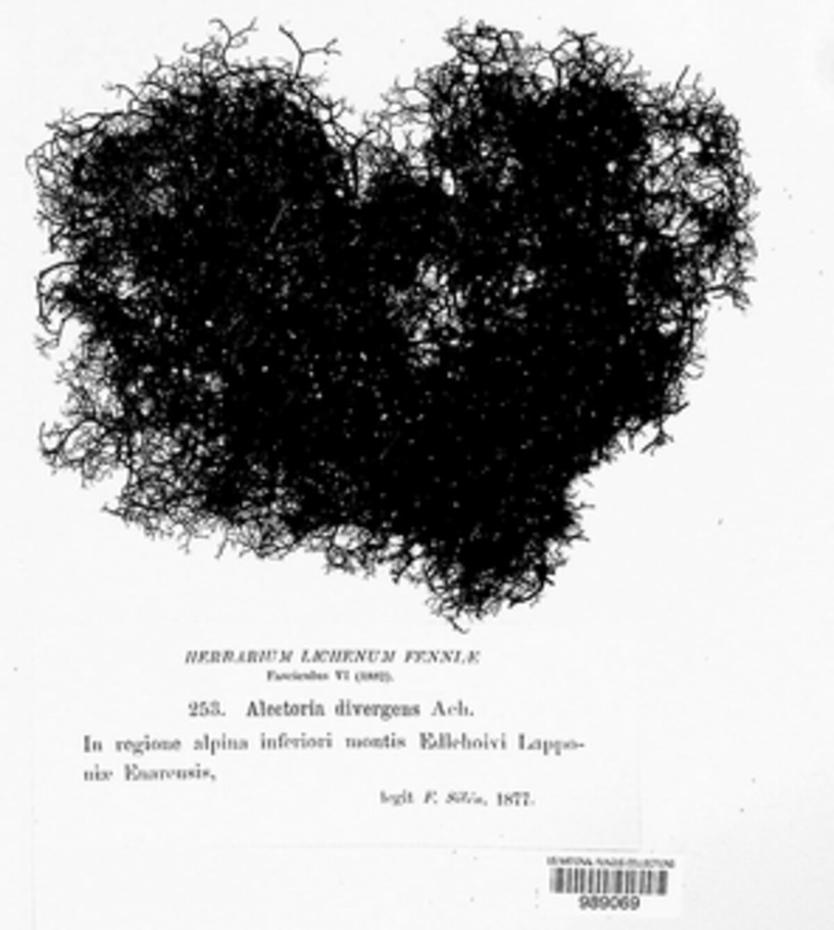 Bryocaulon divergens image